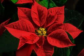 wait but... poinsettia